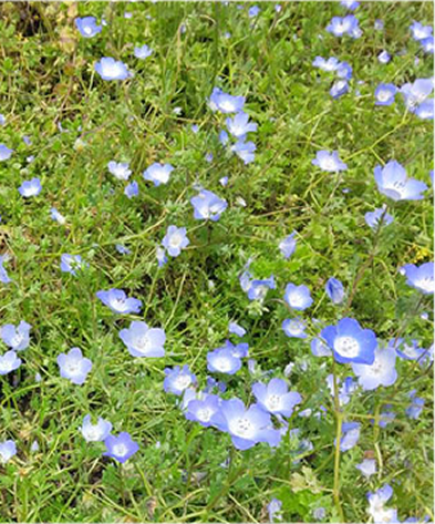私の好きな花